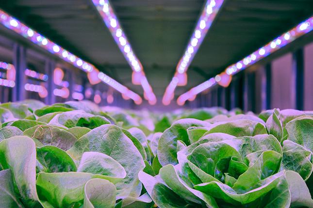 florentaise-agriculture-urbaine